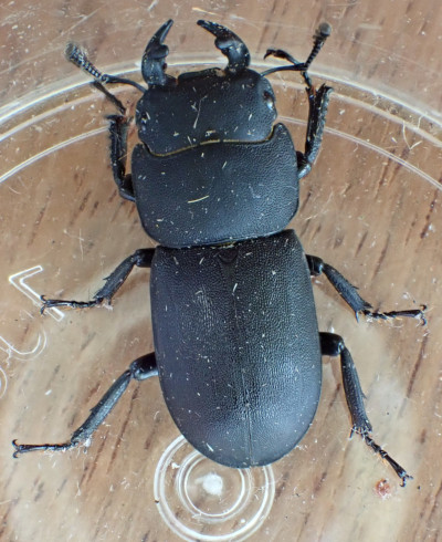 Lesser Stag Beetle